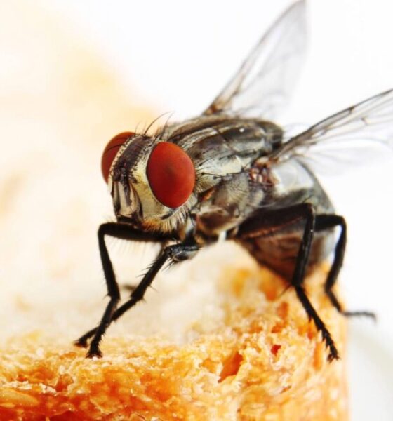 1451602665171-980x653