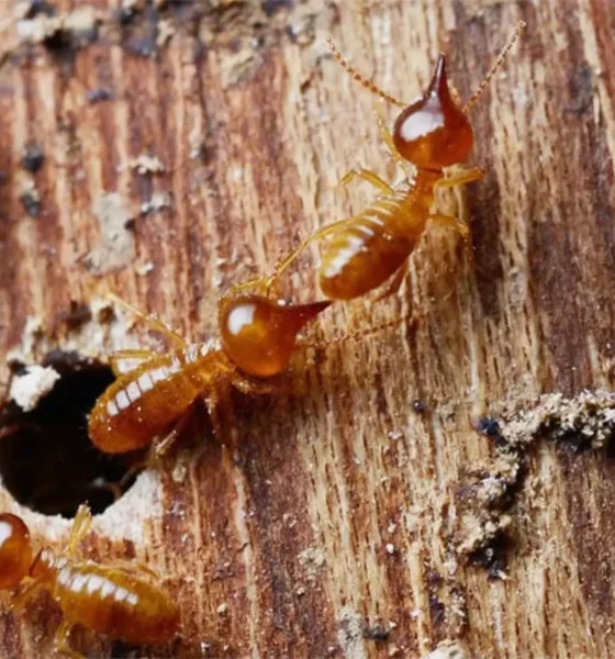 Can-termites-move-from-one-house (1)