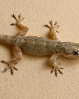 1756528305_1755425280_lizard-1-2