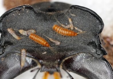 Larva, larvae of carpet beetle Anthrenus, Trogoderma, Attagenus, Dermestidae, Skin beetles family a synanthropic pest which lives in houses and apartments.
