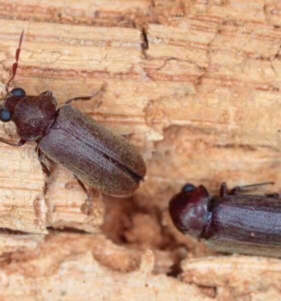 Wood-Borer-Treatment (2)