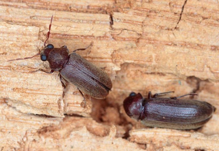 Wood-Borer-Treatment