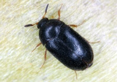 The black carpet beetle Attagenus unicolor Dermestidae family common home pest.