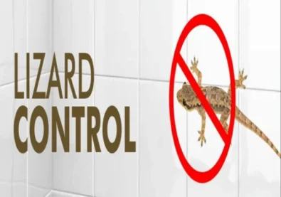 lizard-management-service-500x500