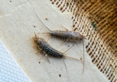 silverfish_cropped