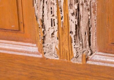 wood-borer-treatment (1)