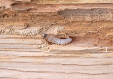 wood-borer-treatment