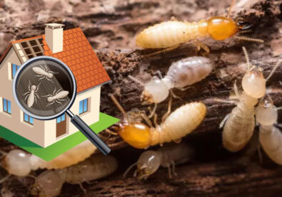 519660293_anti-termite-pest-control-services-in-mumbai
