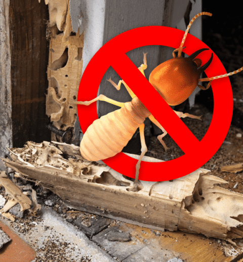 Termite-control-online-Jaipur