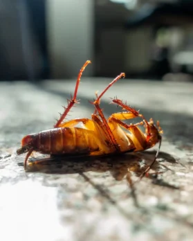 dead-cockroach-on-floor