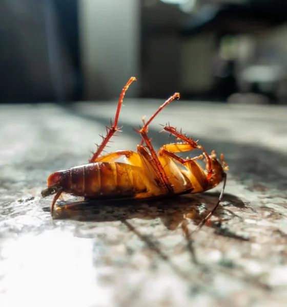 dead-cockroach-on-floor