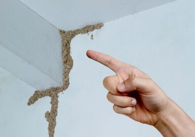 How to Prepare Your House for a Termite Inspection